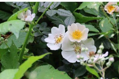 <i>Rosa arvensis</i>