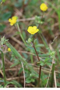 <i>Ranunculus sardous</i>