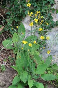 <i>Hieracium murorum</i>