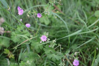 <i>Geranium pyrenaicum</i>