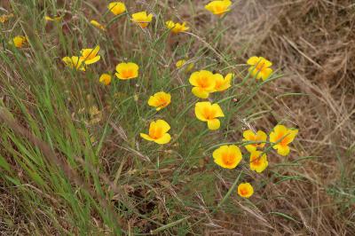 <i>Eschscholzia californica</i>