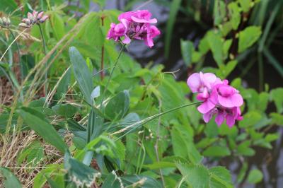 <i>Lathyrus odoratus</i>