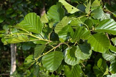 <i>Alnus glutinosa</i>