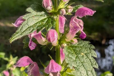 <i>Lamium maculatum</i>