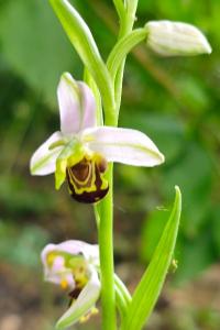 <i>Ophrys apifera</i>