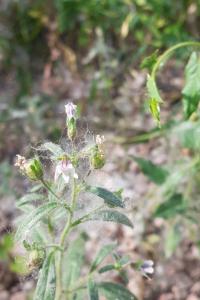 <i>Chaenorhinum minus</i>