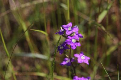 <i>Legousia speculum-veneris</i>