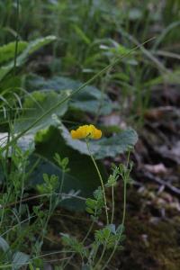 <i>Coronilla minima</i>