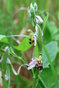 <i>Ophrys apifera</i>