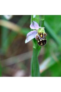<i>Ophrys apifera</i>