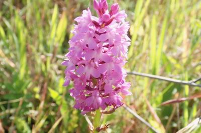 <i>Anacamptis pyramidalis</i>