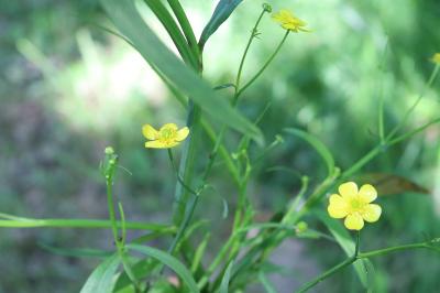 <i>Ranunculus flammula</i>