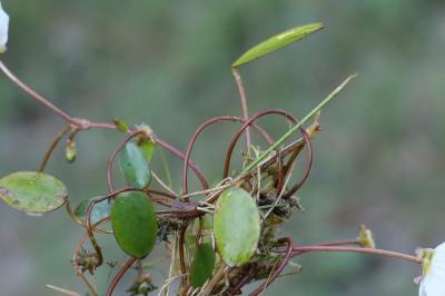 <i>Luronium natans</i>