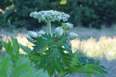 <i>Heracleum mantegazzianum</i>