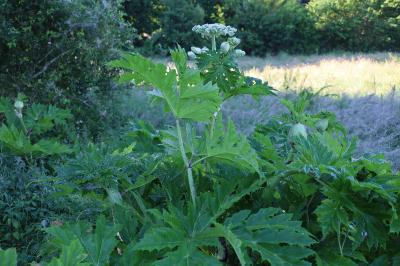 <i>Heracleum mantegazzianum</i>