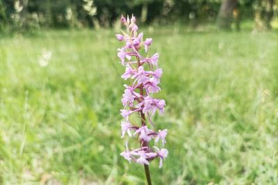 <i>Gymnadenia conopsea</i>