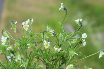 <i>Viola arvensis</i>