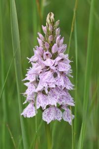 <i>Dactylorhiza maculata</i>