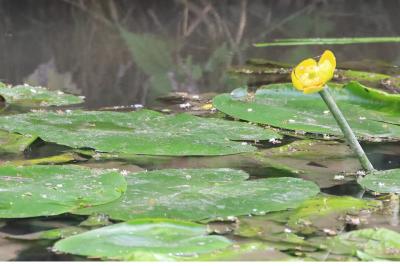 <i>Nuphar lutea</i>