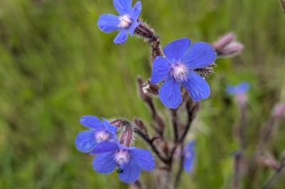<i>Anchusa azurea</i>