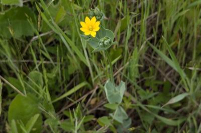 <i>Blackstonia perfoliata</i>