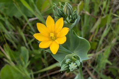 <i>Blackstonia perfoliata</i>