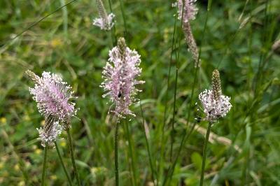<i>Plantago media</i>