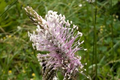 <i>Plantago media</i>