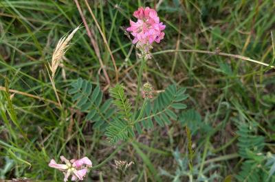 <i>Onobrychis viciifolia</i>