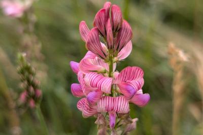 <i>Onobrychis viciifolia</i>