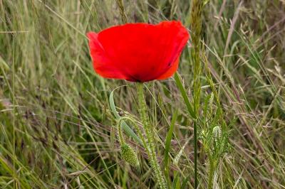 <i>Papaver rhoeas</i>