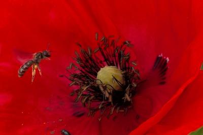 <i>Papaver rhoeas</i>