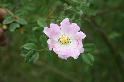 <i>Rosa canina</i>