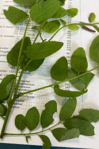 <i>Robinia pseudoacacia</i>