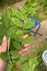 <i>Robinia pseudoacacia</i>
