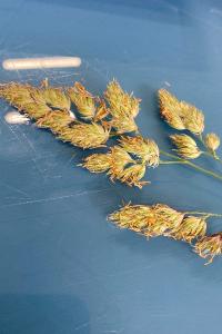 <i>Dactylis glomerata</i>