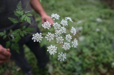 <i>Chaerophyllum temulum</i>