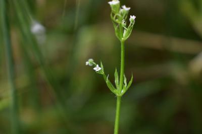 <i>Galium aparine</i>