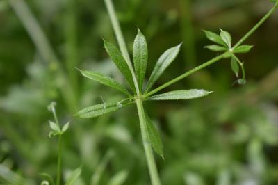 <i>Galium aparine</i>