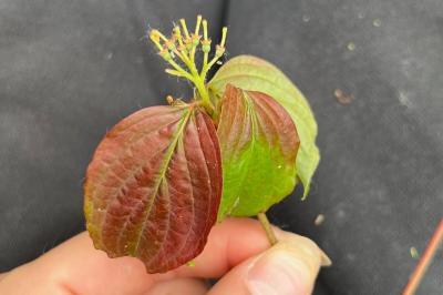 <i>Cornus sanguinea</i>