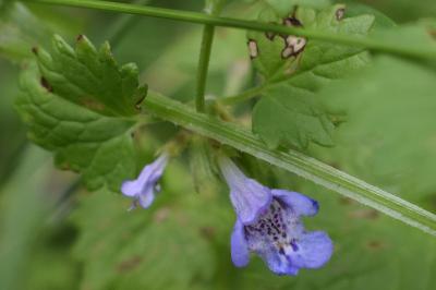 <i>Glechoma hederacea</i>