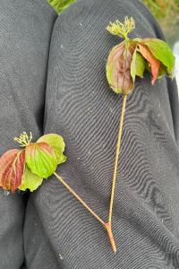 <i>Cornus sanguinea</i>