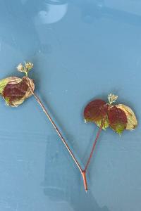 <i>Cornus sanguinea</i>