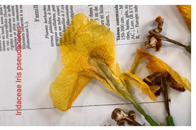 <i>Iris pseudacorus</i>