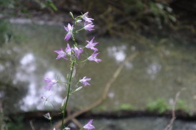 <i>Campanula rapunculus</i>