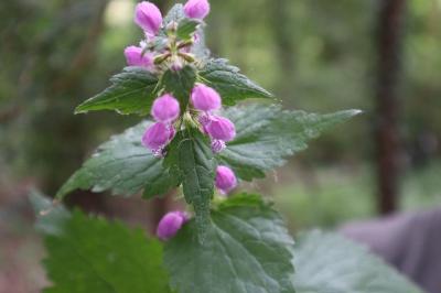 <i>Lamium maculatum</i>