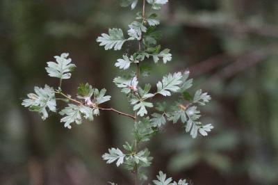 <i>Crataegus monogyna</i>