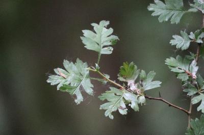 <i>Crataegus monogyna</i>