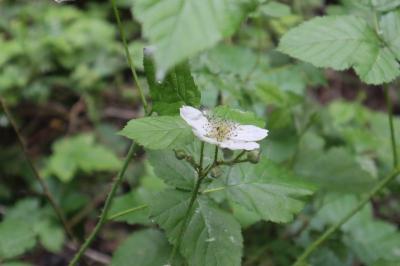 <i>Rubus fruticosus</i>