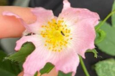 <i>Rosa canina</i>